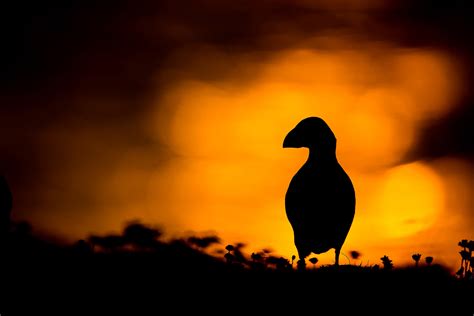 Backlighting In Wildlife Photography Creative Use Of Light Nature Ttl