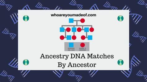 View Ancestry Dna Matches By Ancestor With Thrulines Who Are You Made Of