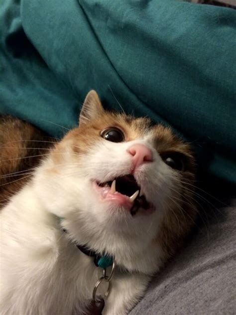 32 Funny Cat Faces Pictures That Will Make You Squeal Like A Kitten