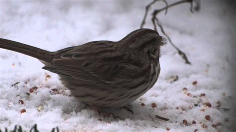 Winter Birds Of Maryland Compilation Filmed With Sony A65 Camera Youtube