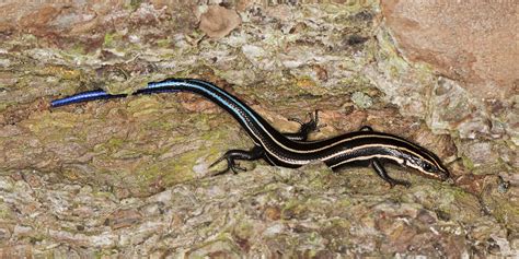 Maryland Biodiversity Project Common Five Lined Skink Plestiodon