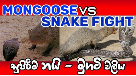 Mongoose Vs Snake Fight නයි මුගටි සටන Real Fight Youtube