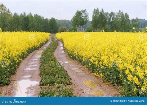 Yellow Flowers In The Farm Land Road In A Canola Field Stock Photo