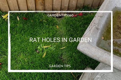 Rat Holes In Garden Heres What To Do Garden Tips 360