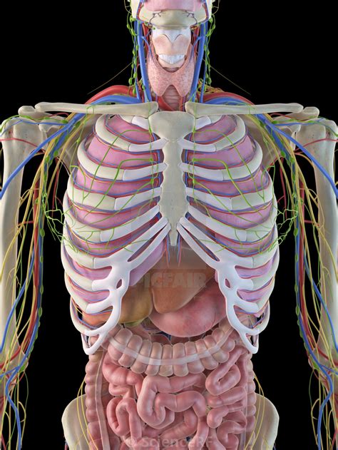 Organs Within Ribcage Dr Gaytri Gandotra Rib Cage Kidney Shoulder