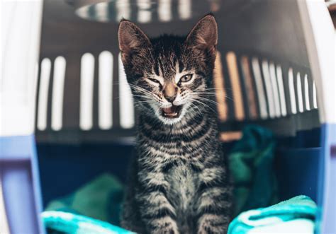 6 Sounds Your Cat Makes And What They Mean Catonsville Cat Clinic