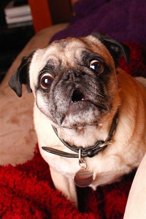 12 Realities New Pug Owners Must Accept