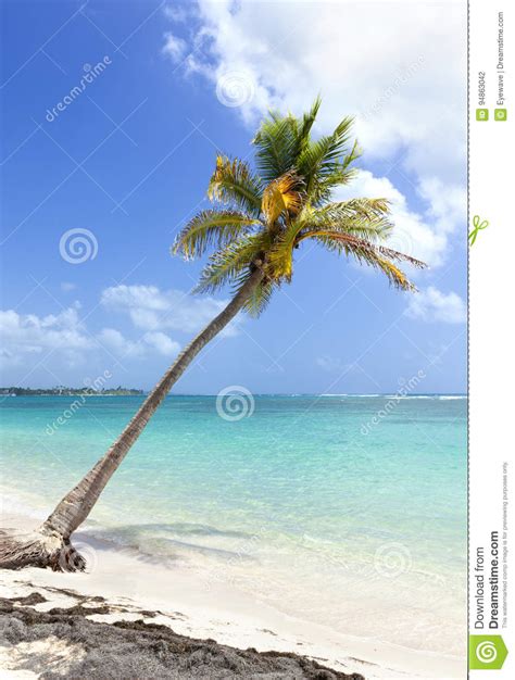 Coconut Palm Tree At Tropical Beach Stock Photo Image Of Landscape