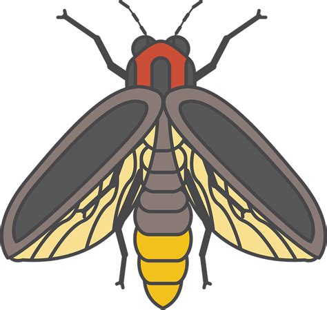 Firefly Png All Png All