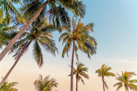 Coconut Palm Tree With Blue Sky Stock Photo Image Of Idyllic Green