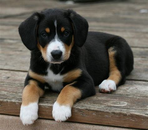 Entlebucher Mountain Dog Mijn Favoriete Hond Entlebucher Sennenhund