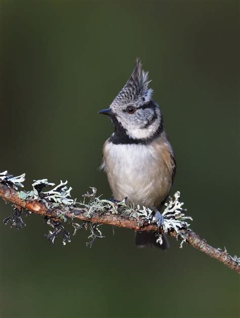 crested tit crested tit lophophanes cristatus cairngorms… flickr