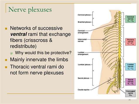Ppt The Peripheral Nervous System Powerpoint Presentation Free