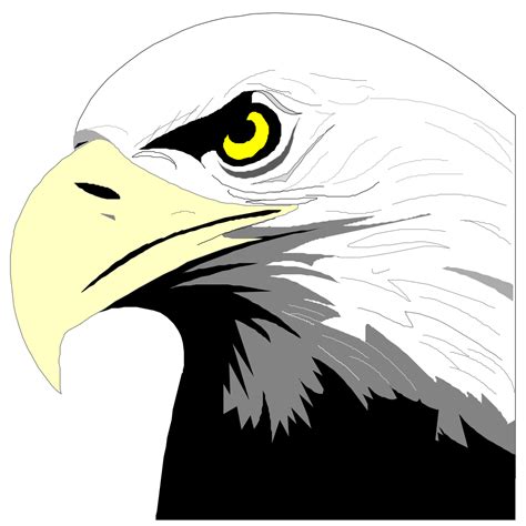 Bald Eagle Head PNG, SVG Clip art for Web - Download Clip Art, PNG Icon