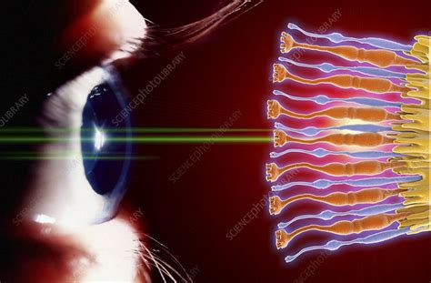 Eye Rods And Cones Of Retina Artwork Stock Image C0177791