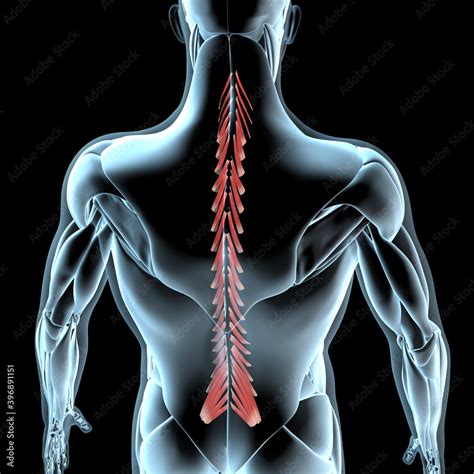 3d Illustration Of The Multifidus Muscles On Xray Musculature Stock