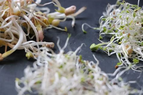 How To Grow Sprouts Indoors Any Time Of Year