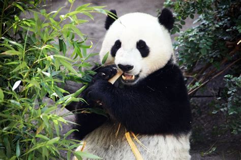How Do Pandas Survive On A Bamboo Only Diet Despite Coming From A