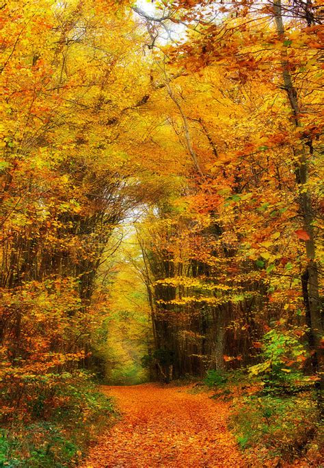 Free Public Domain Cc0 Image Path Through Autumn Woods