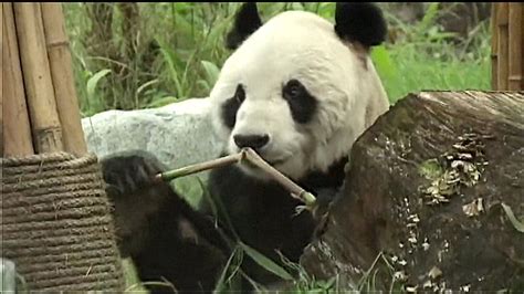 Worlds Oldest Male Giant Panda In Captivity Celebrates Birthday Nbc News