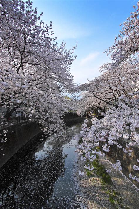 Sakura Along The River Yumi Flickr