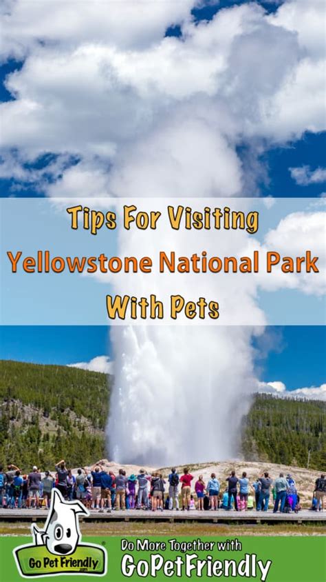 Are Dogs Allowed At Yellowstone National Park