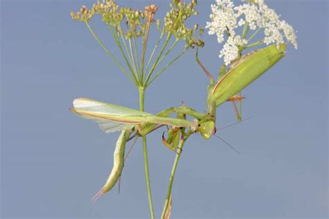 Can A Praying Mantis Fly It Depends Thats Why