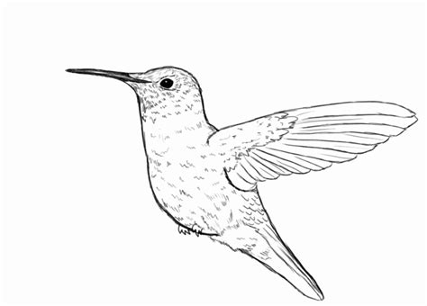 Realistic Hummingbird Line Drawing