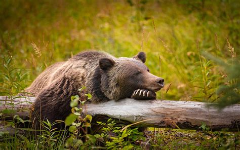 Mountain News Wildlife In Banff Mountain News Pique