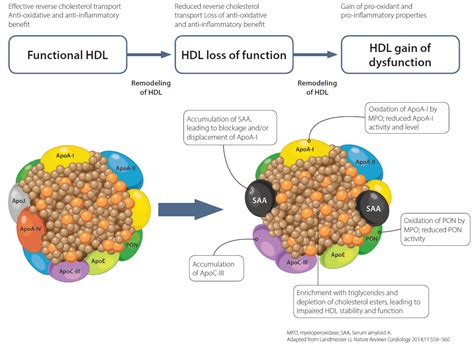 The ldl to hdl cholesterol ratio as a valuable tool to. Loss of HDL function may impact cardiometabolic health ...