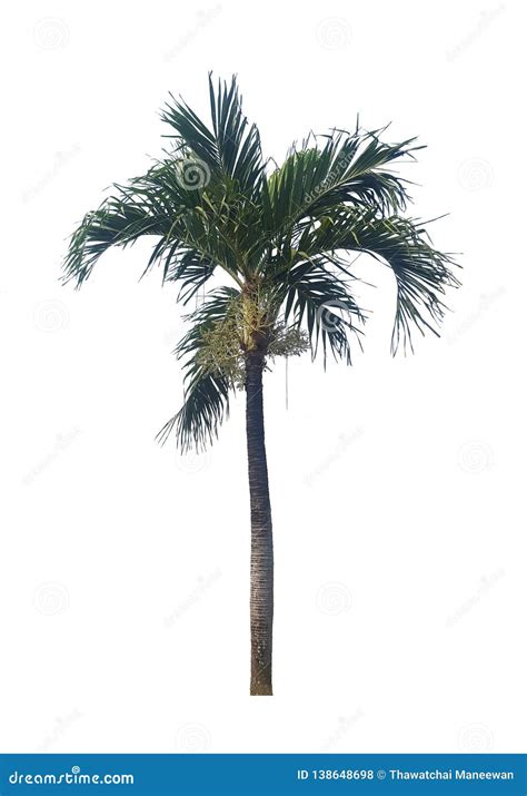 Palm Tree Isolated On White Background For Graphic Stock Photo Image