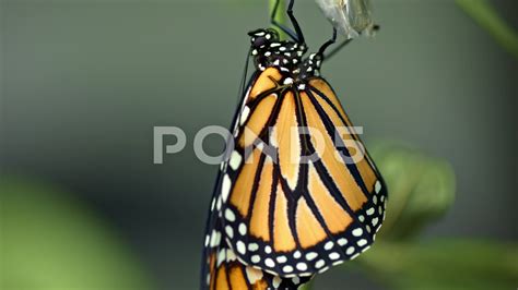 Monarch Butterfly Hatching