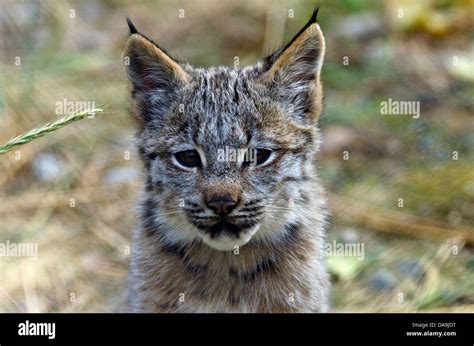 Baby Canada Lynx Lynx Canadensis Yukon Canada Lynx Cat Animal