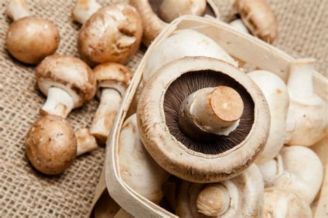 The 14 Healthiest Mushrooms You Can Eat A Cant Miss Guide Grocycle