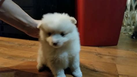 6 Week Old Pomeranian Puppies Youtube