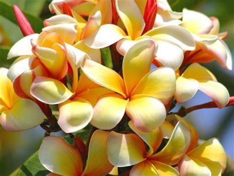 Exotic Tropical Flowers Photos Just For Sharing