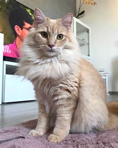 Maine Coon Ragdoll Mix Info Pictures Facts Faqs And More 2022