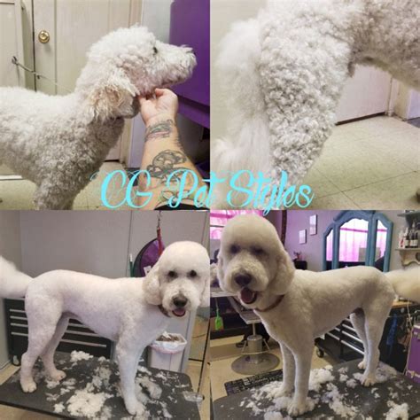 Pin by Pet Groomer's Profit Generatin on "Before" & "After" Dog