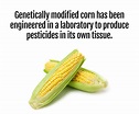 Genetically modified corn has been engineered in a laboratory to ...