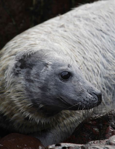 Wildlife In Cornwall Atlantic Grey Seal Pup Halichoerus Grypus