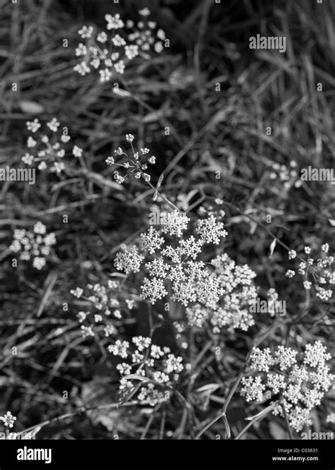 Small Wild Flowers In An English Hedgerow Stock Photo Alamy
