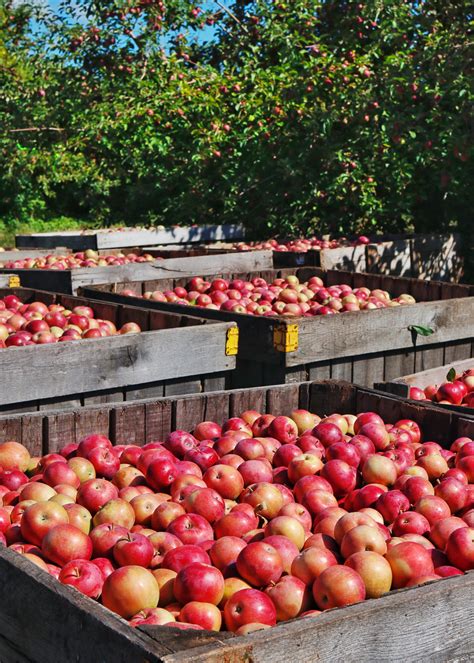Six Apple Orchards To Visit This Fall — Glens Falls Living