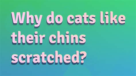 Why Do Cats Like Their Chins Scratched Youtube