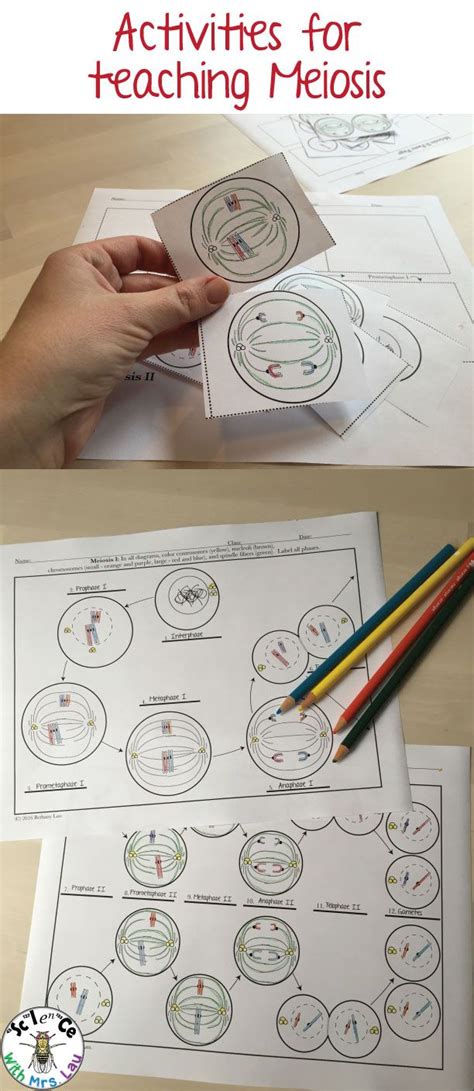 Binary fission and mitosis the cell cycle & mitosis cell mitosis and meiosis webquest answer the following questions using the cell cycle and mitosis best 25 mitosis ideas on pinterest from cell cycle and mitosis worksheet answer key, source. Meiosis Diagram Activities for High School Biology ...