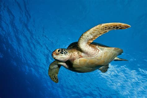 Wallpaper Turtle Air Sea Hd Layar Lebar Definisi Tinggi Layar Penuh