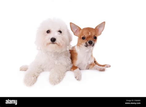 Chihuahua Und Bichon Frise Stock Photo Alamy
