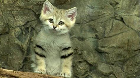 The full list of species. 10 Incredibly Rare Wild Cat Species You Didn't Know Exist