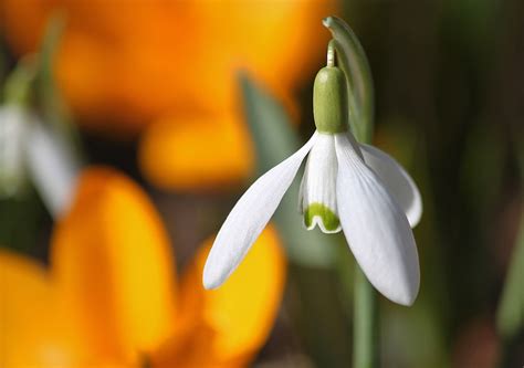 White Snowdrop Flower In Selective Photo Hd Wallpaper Wallpaper Flare