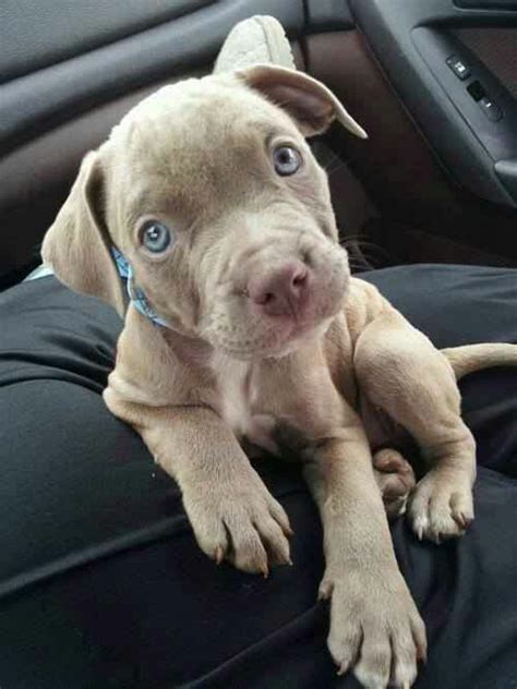 Blue Eyed Baby Pitbull Puppies Cute Dogs Puppies