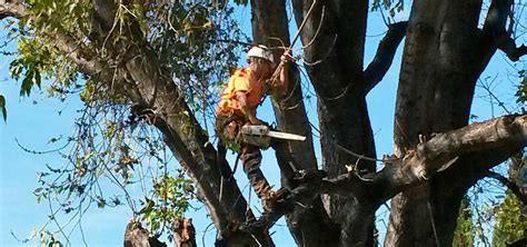 Maybe you would like to learn more about one of these? Arborist, Stump Removal Services and Tree Service in San ...